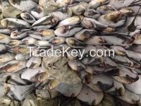 Sell frozen mahi mahi fish 1-2kgs per pc