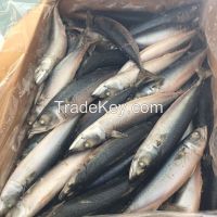 Sell frozen sea frozen pacific mackerel fish