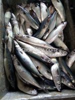 Pacific mackerel whole round seafrozen