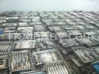 New coming raw material pacific mackerel process into HGT pacific mackerel