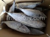 Sell frozen skipjack tuna fish