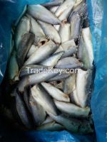 100-150 Gram HGT pacific mackerel