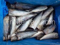 HGT bonito fish for cannry