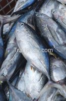 Sell frozen yellowfin tuna fish