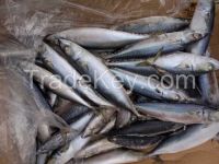 Frozen whole round pacific mackerel prices