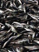 frozen prices mackerel fish pacific mackerel