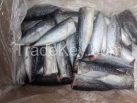 HGT bonito fish for cannry