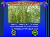 Momax3 Moringa Perennial Seed For Plantation For Seed Oil