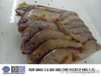 Yellow croaker for sale (Umbrina roncador)