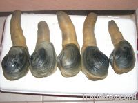 Live Schezuan Geoduck