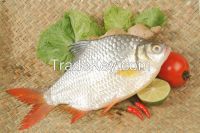 PROMOTION PRICE FROZEN RIVER BARD EXPORT FISH WHOLE ROUND WITH HIGH QUALITY AND GOOD PRICE