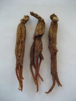 Sell Korean red ginseng root