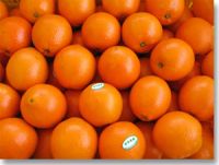 Sell China navel orange