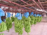 Sell Fresh Green Cavendish Bananas