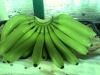 Sell  Fresh Green Cavendish Bananas