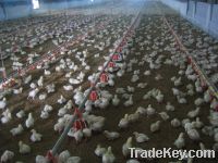 Sell automatic poultry farm equipment