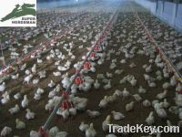 Sell Poultry shed farm equipment