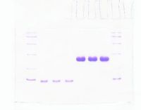 recombinant human BMP-2