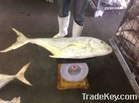 TREVALLY