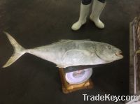 GIANT TREVALLY