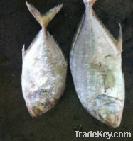 MALABAR TREVALLY