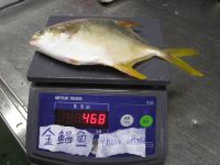 Sell sea water culture Golden Pomfret