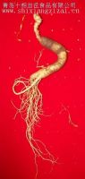 supply Ginseng