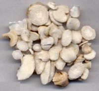 chinese medical herbs, chinese herbal medicine, White Paeony Root