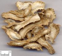 Sell chinese medical herbs, Angelica sinensis; Chinese angelica