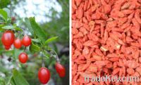 Sell Tibetan goji berry