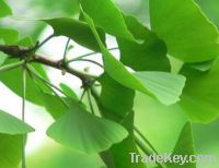 Sell organic ginkgo biloba leaf