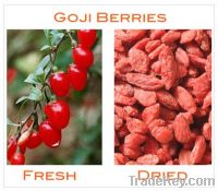 Sell Organic goji berry