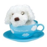 Sell Voice Teacup Poodle