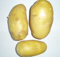 Sell chinese potato, Holland Potato