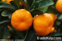 Sell A class Nanfeng honey orange