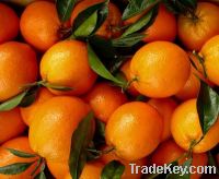 Sell A class Navel orange