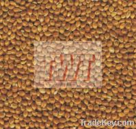 TWT Red Broom corn Millet