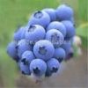 Animate Spring supplly(sell) European bilberry extract 25%