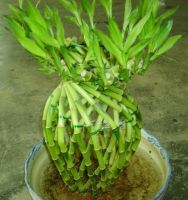 Sell lucky bamboo