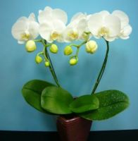 Sell phalaenopsis