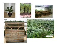 Sell cycas revoluta