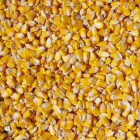 Yellow Corn