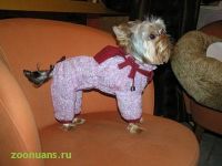 Sell pet clothes 022 we do wholesale also