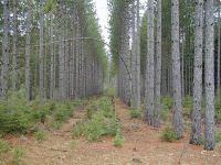 Red Pine Timber
