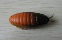 Crazy Life-like Cockroach Toy,