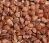 BUCKWHEAT (origin China)