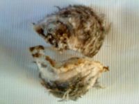Sabah Un-Processed Cave White Feather Bird Nest