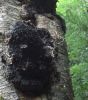 Sell Chaga Extract