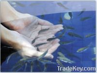 Sell Doctor Fish Manicure