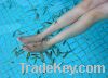 Sell Feet Massager--Doctor Fish